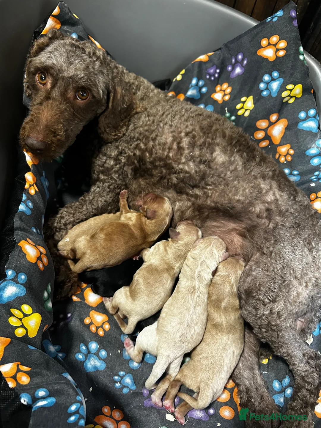 Labradoodle dogs for sale: Miniature Labradoodle Puppies - Advert 2
