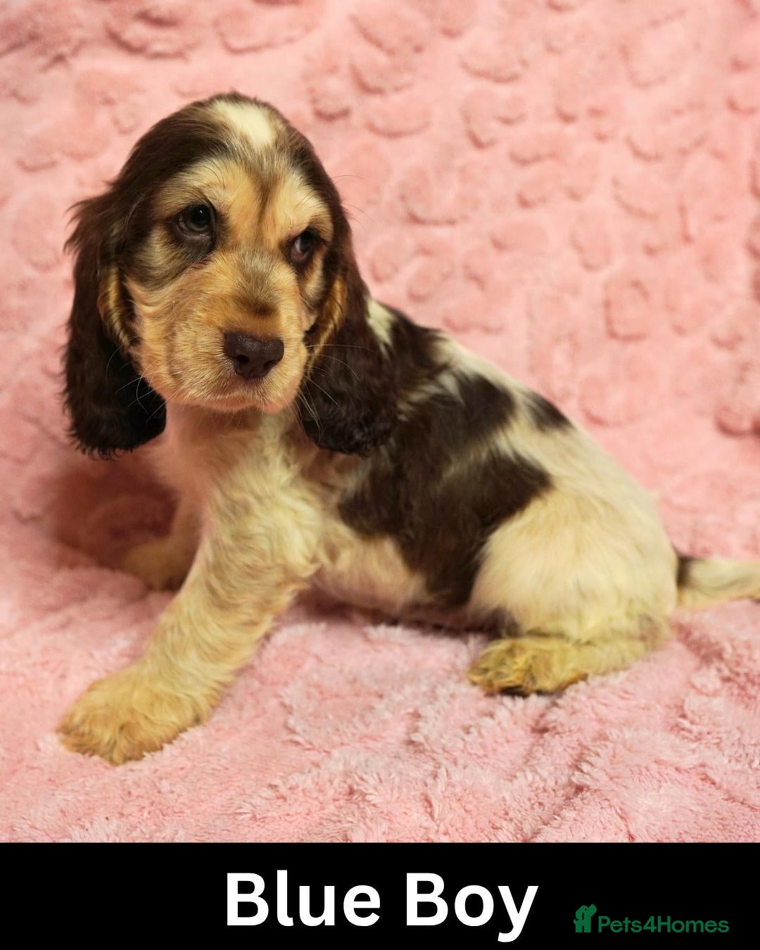 Cocker Spaniel dogs Quality, Show Type, Cocker Spaniel Puppies - Advert 2