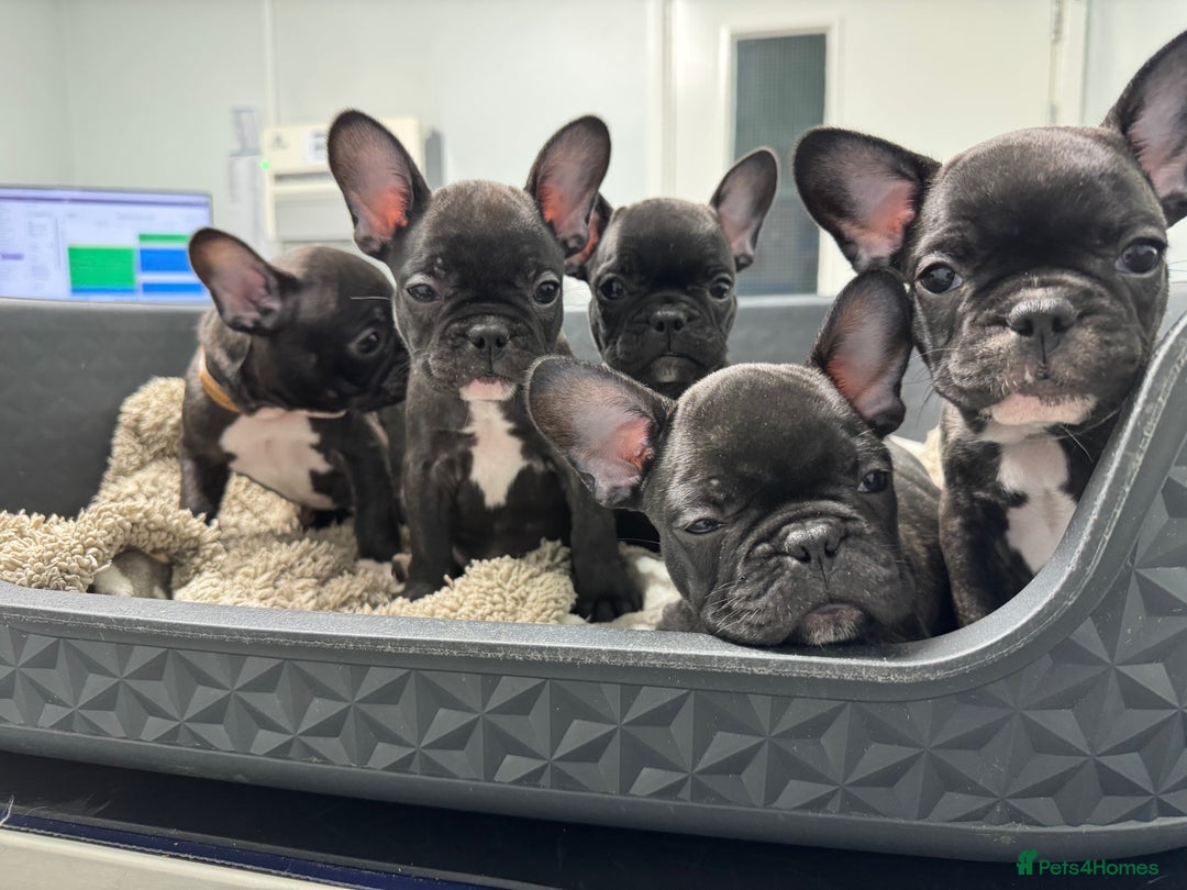 French Bulldog dogs for sale: French puppies  - Advert 28