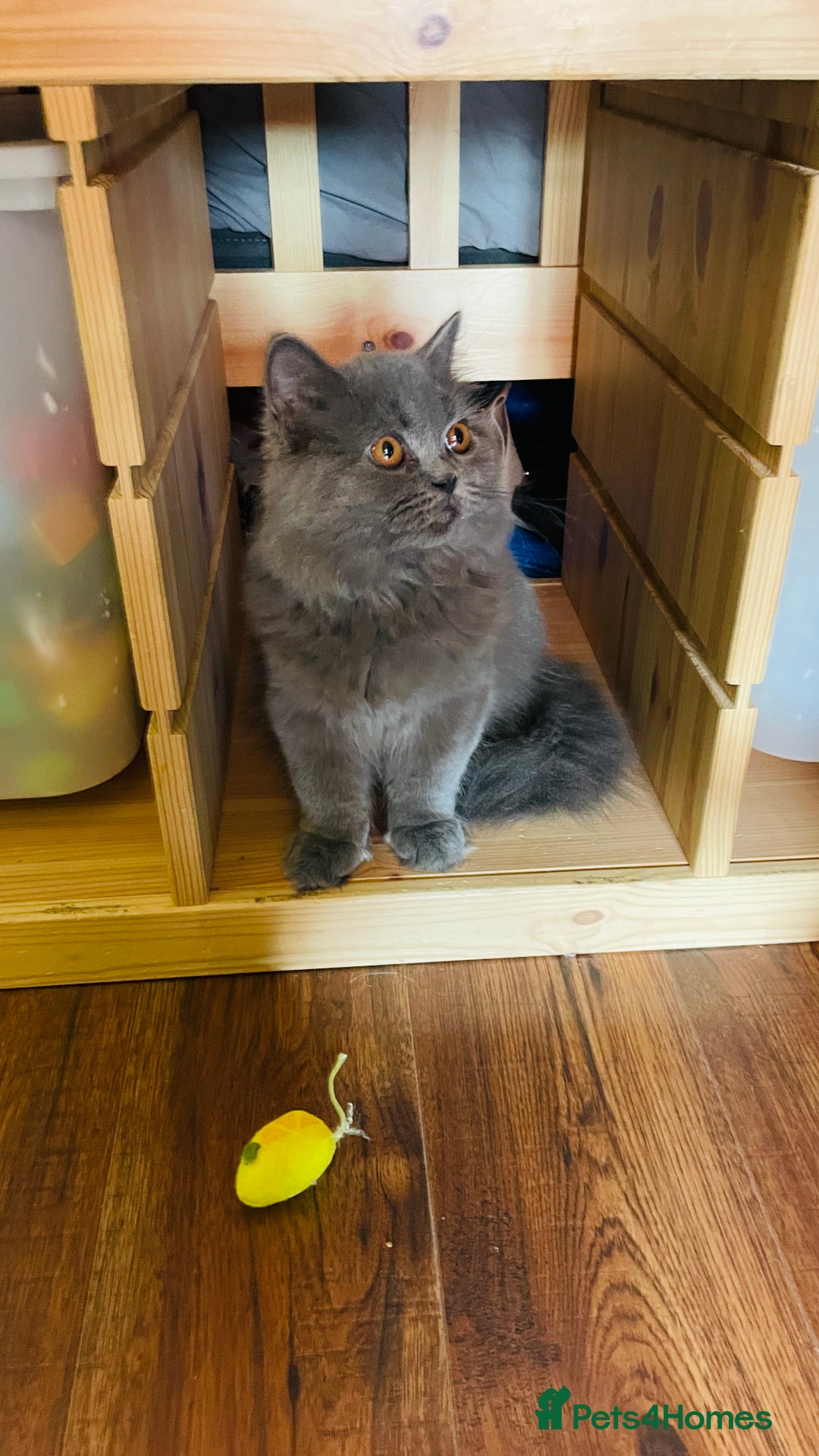 Scottish Fold cats for sale: Beautiful boy and girl looking for forever home ❤️ in Derby - Image 13