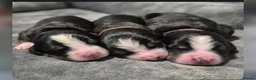 Bernese Mountain Dog dogs for sale: Gentle Friendly Bernese Mountain Dog For Good Home in Grimsby - Advert 20