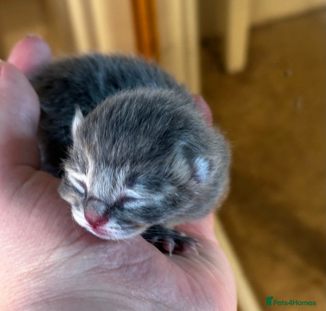 Persian cats for sale: CHOCOLATE PERSIAN KITTENS - Image 18