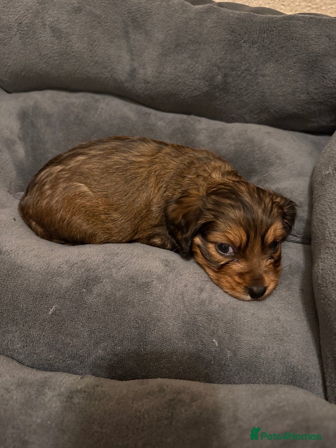 Mixed Breed dogs for sale: Corkiepoo puppies for sale 🐶 - Advert 10