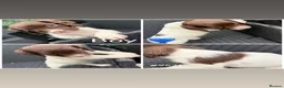 English Springer Spaniel dogs for sale: Springer spaniel puppies🩵❤️ - Advert 5