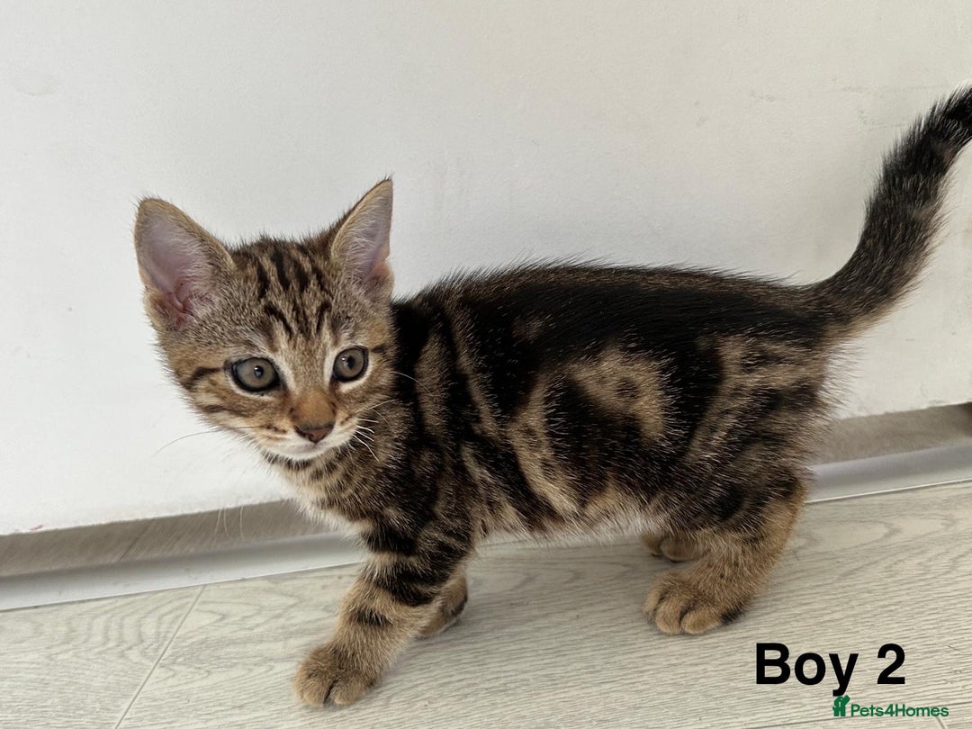 Bengal cats for sale: Gorgeous bengal kittens. READY NOW!!!! - Image 6