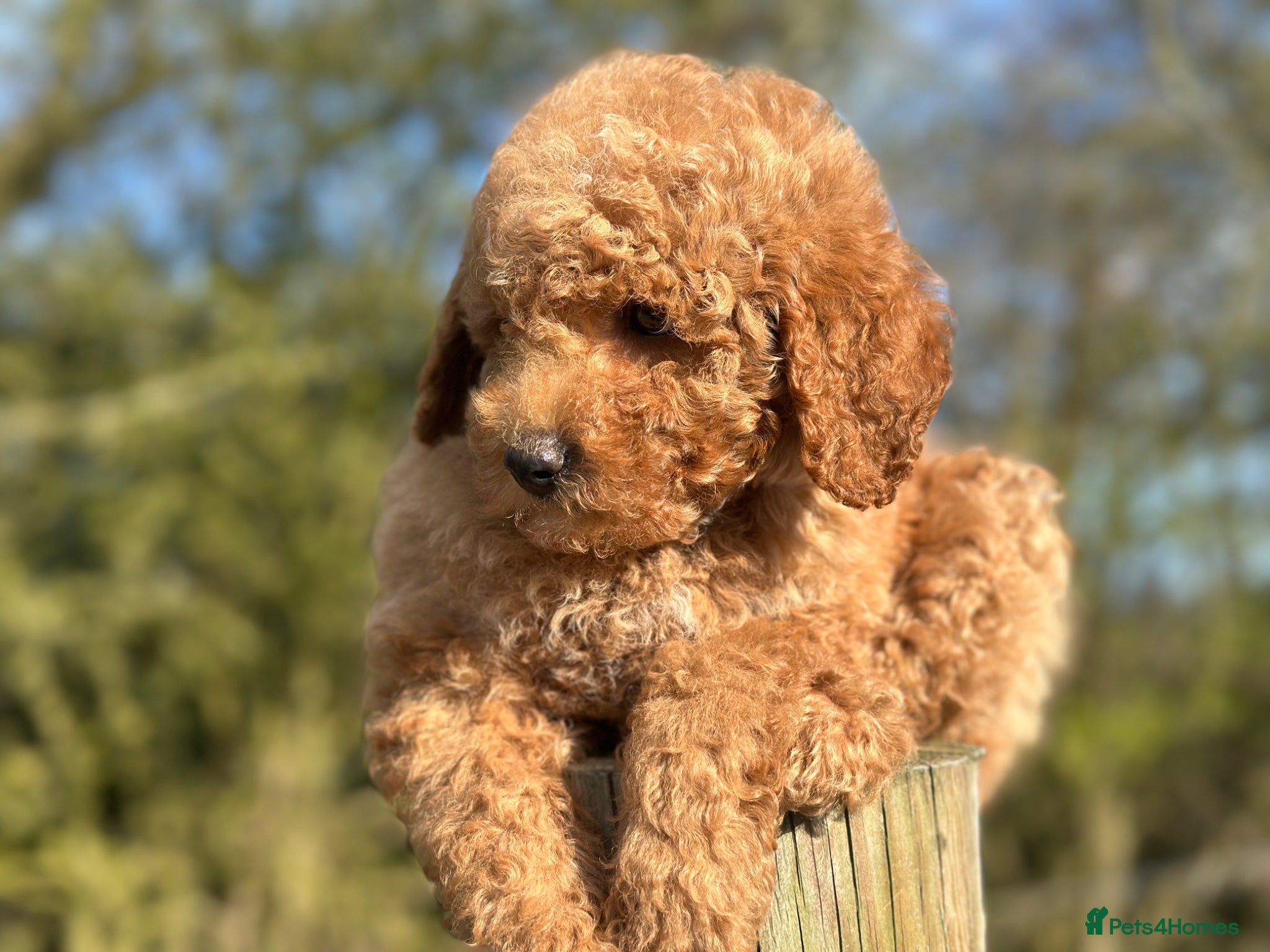 Goldendoodle dogs FOX RED F1B MINI GOLDENDOODLE GIRL READY NOW 1795 - Advert 1