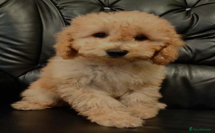 Cockapoo dogs - Advert 6