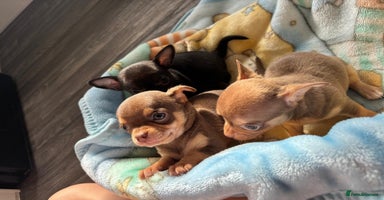 Chihuahua dogs - Advert 15