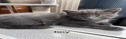 Mixed Breed cats for sale: Beautiful kittens looking new home 🩷❤️🧡 - Advert 1