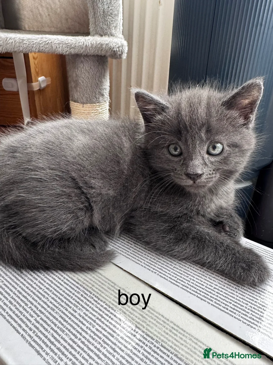 Mixed Breed cats for sale: Beautiful kittens looking new home 🩷❤️🧡 - Advert 1