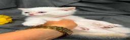 British Shorthair cats for sale: ✨Golden British Shorthair kittens ✨ - Advert 19