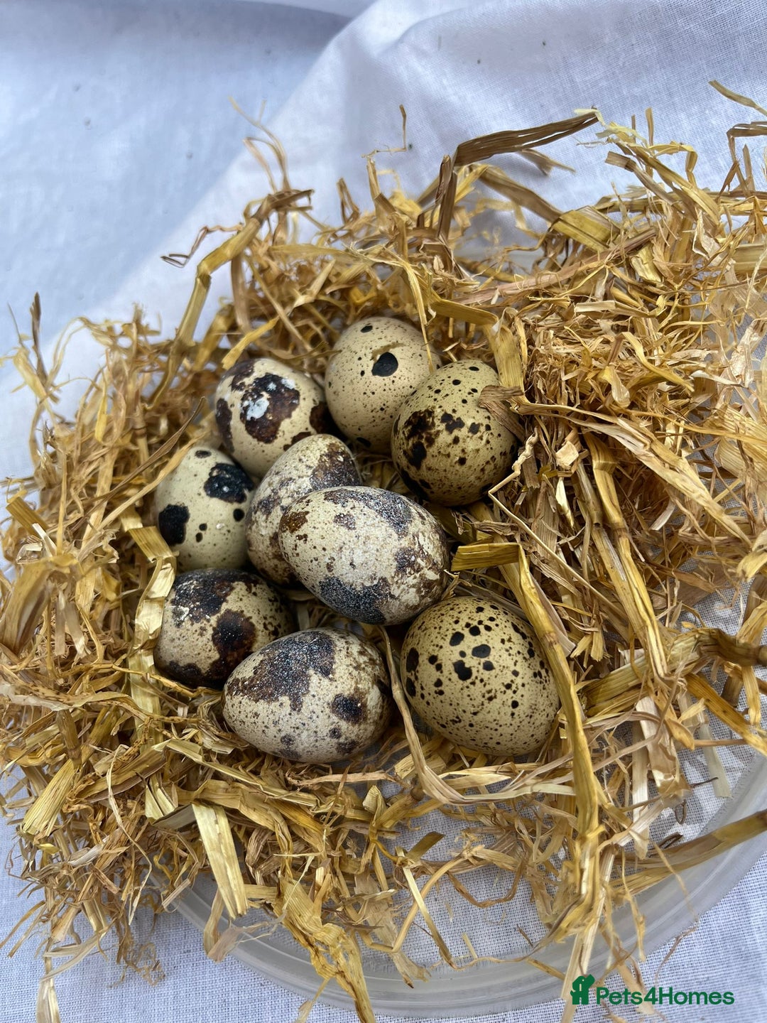 Quail poultry for sale: Cortinoux quial hatching eggs - Image 2