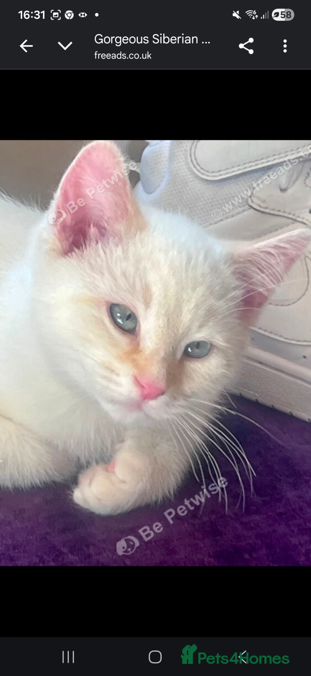 Mixed Breed cats for sale: Male Siberian Cross (Flame Point) in Bicester - Advert 7