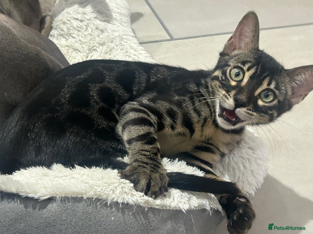 Bengal cats for sale: Stunning Charcoal Female Bengal Kitten - TICA - Advert 24