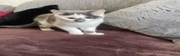 Mixed Breed cats for sale: White and Grey Kitten - Advert 6