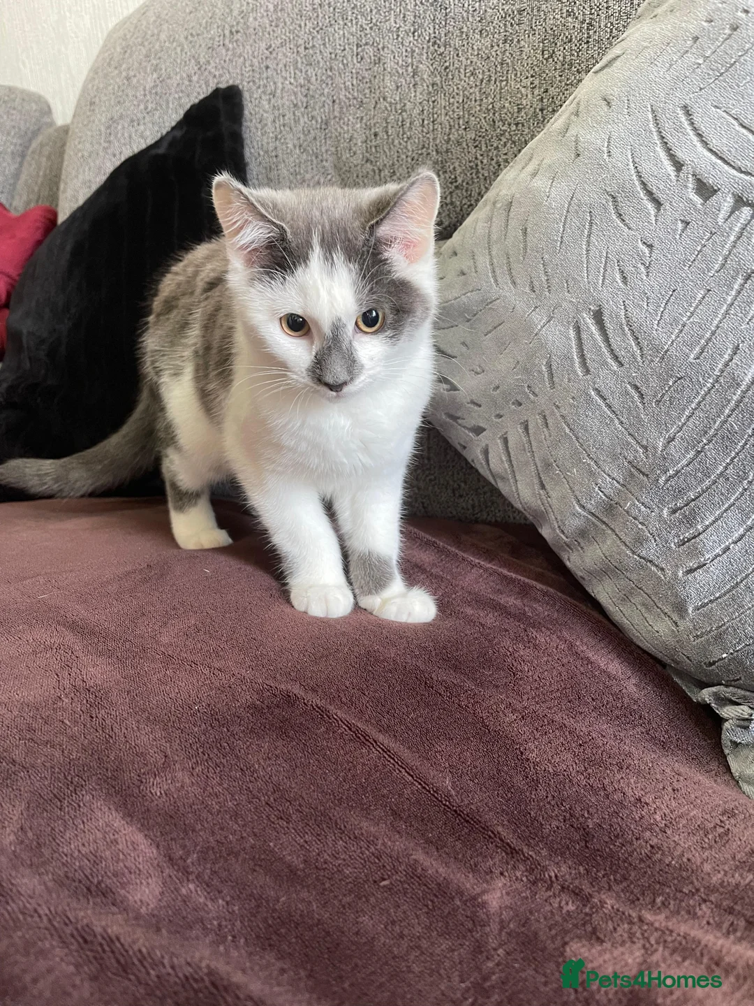 Mixed Breed cats for sale: White and Grey Kitten - Advert 6