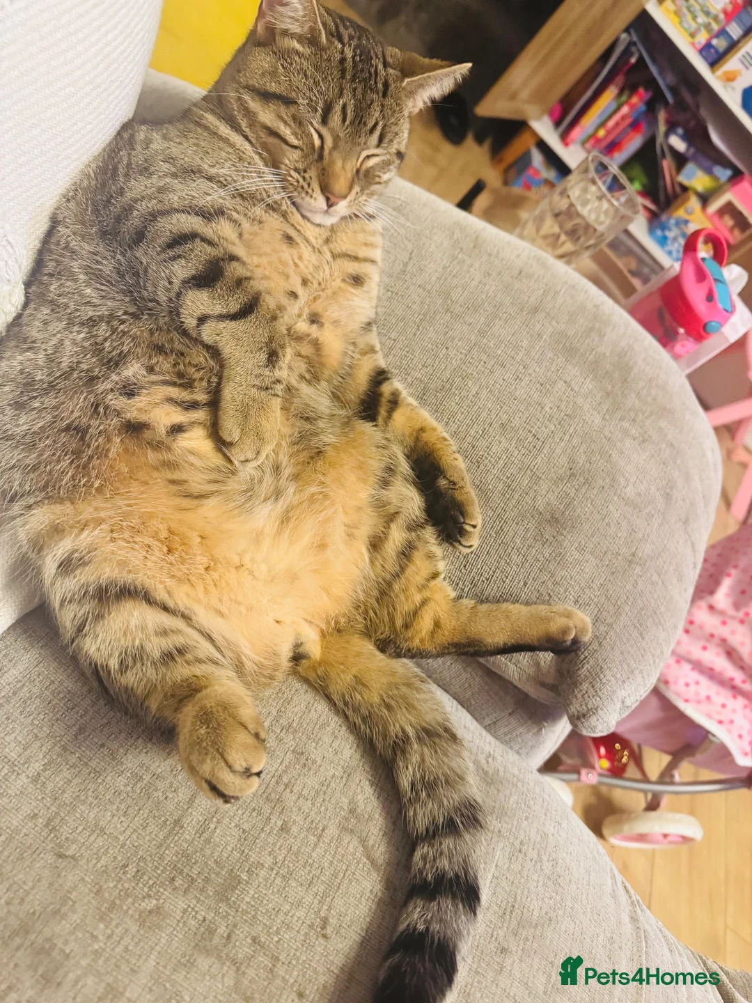 Bengal cats for sale: Tabby Bengal re home in Colchester - Advert 4