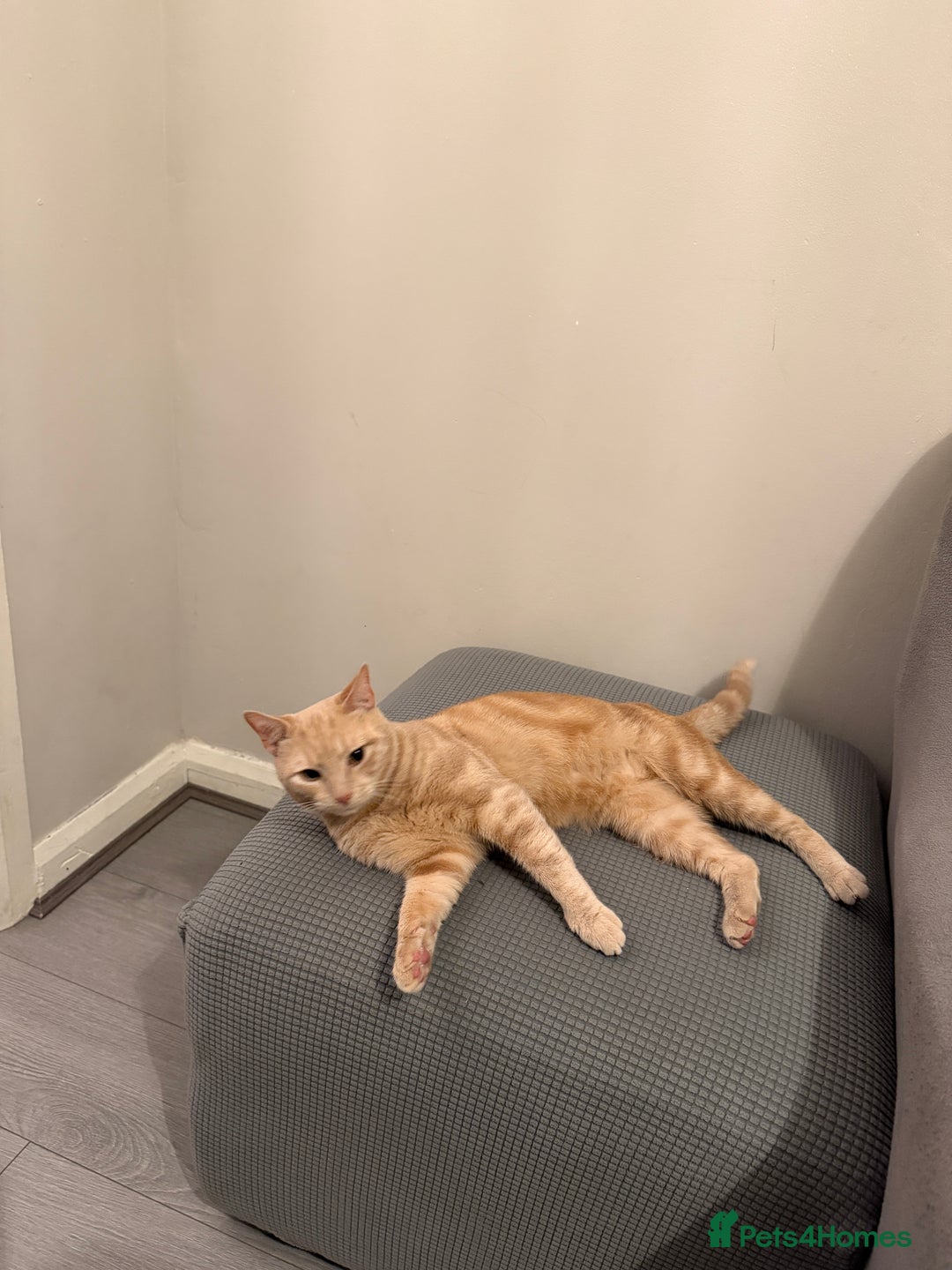 Mixed Breed cats for sale: Energetic Orange Tabby Mix Looking for a  Home  - Image 5