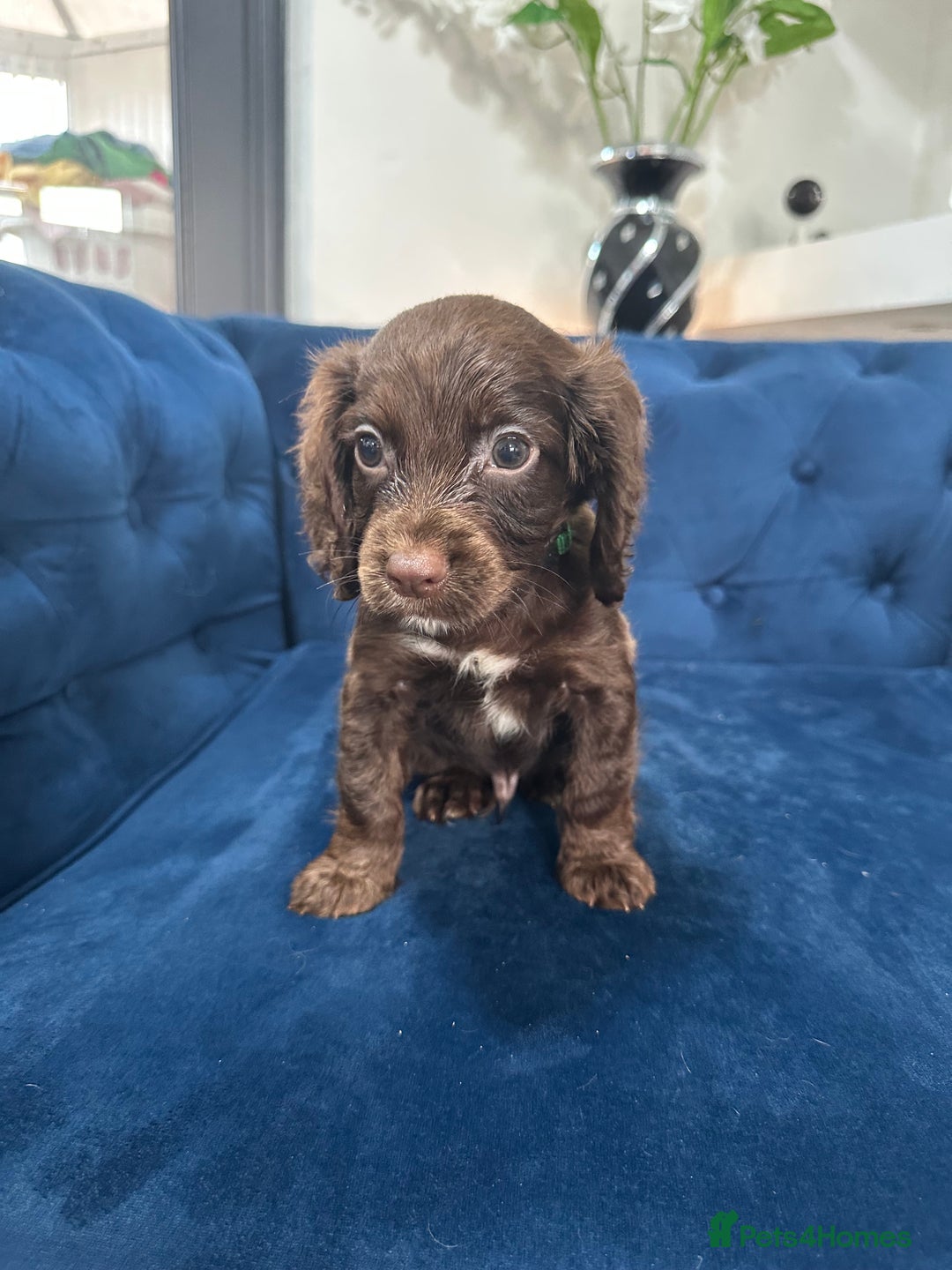 Cocker Spaniel dogs for sale: Beautiful litter of cocker spaniel pups 4 left  - Image 15
