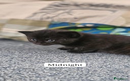 Domestic Shorthair cats for sale: Beautiful Family Friendly Tabby's - Image 3