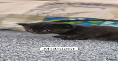 Domestic Shorthair cats - Advert 6
