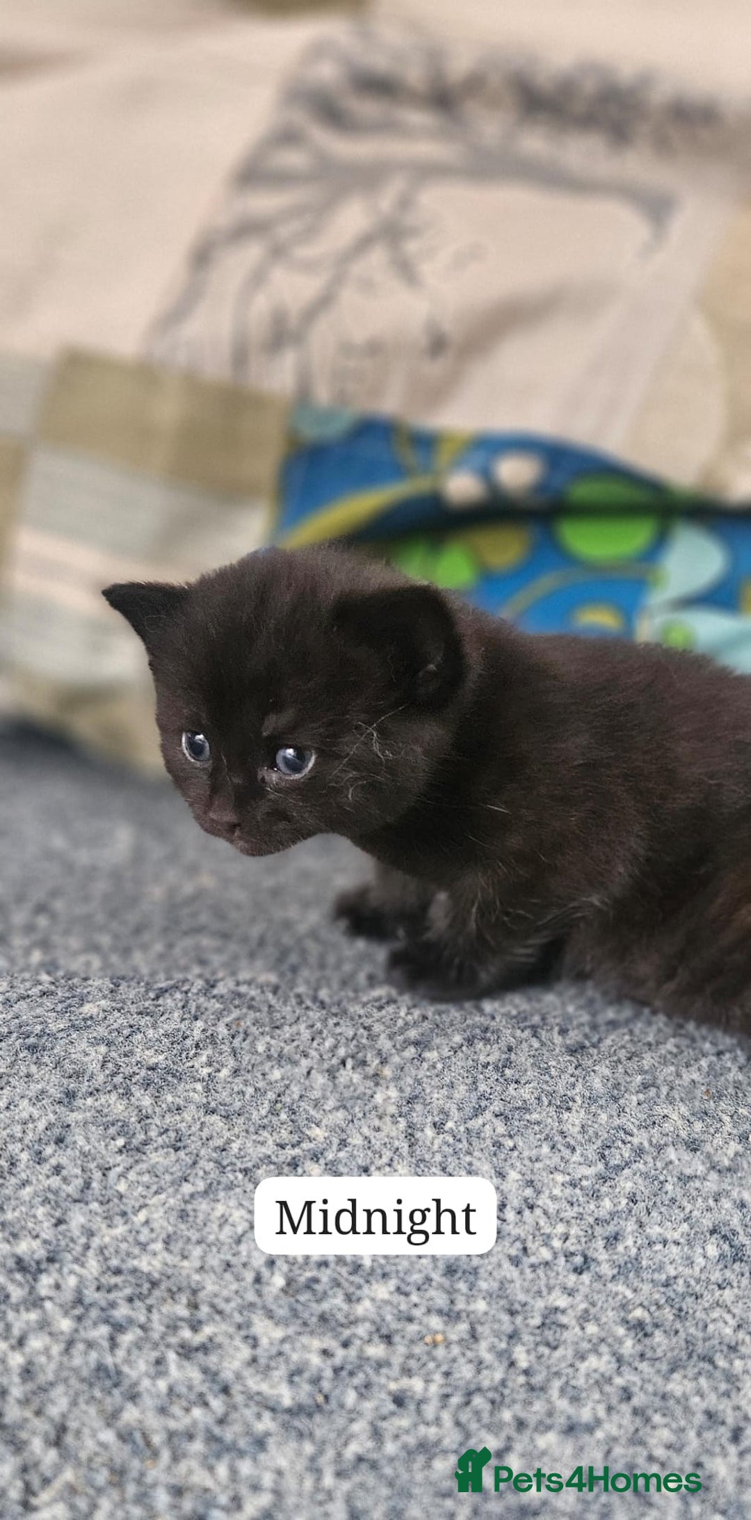 Domestic Shorthair cats for sale: Beautiful Family Friendly Tabby's - Image 3