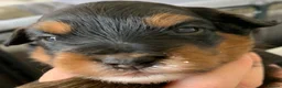 Cavapoochon dogs for sale: F1b Cavapoochon puppies x2  - Advert 4
