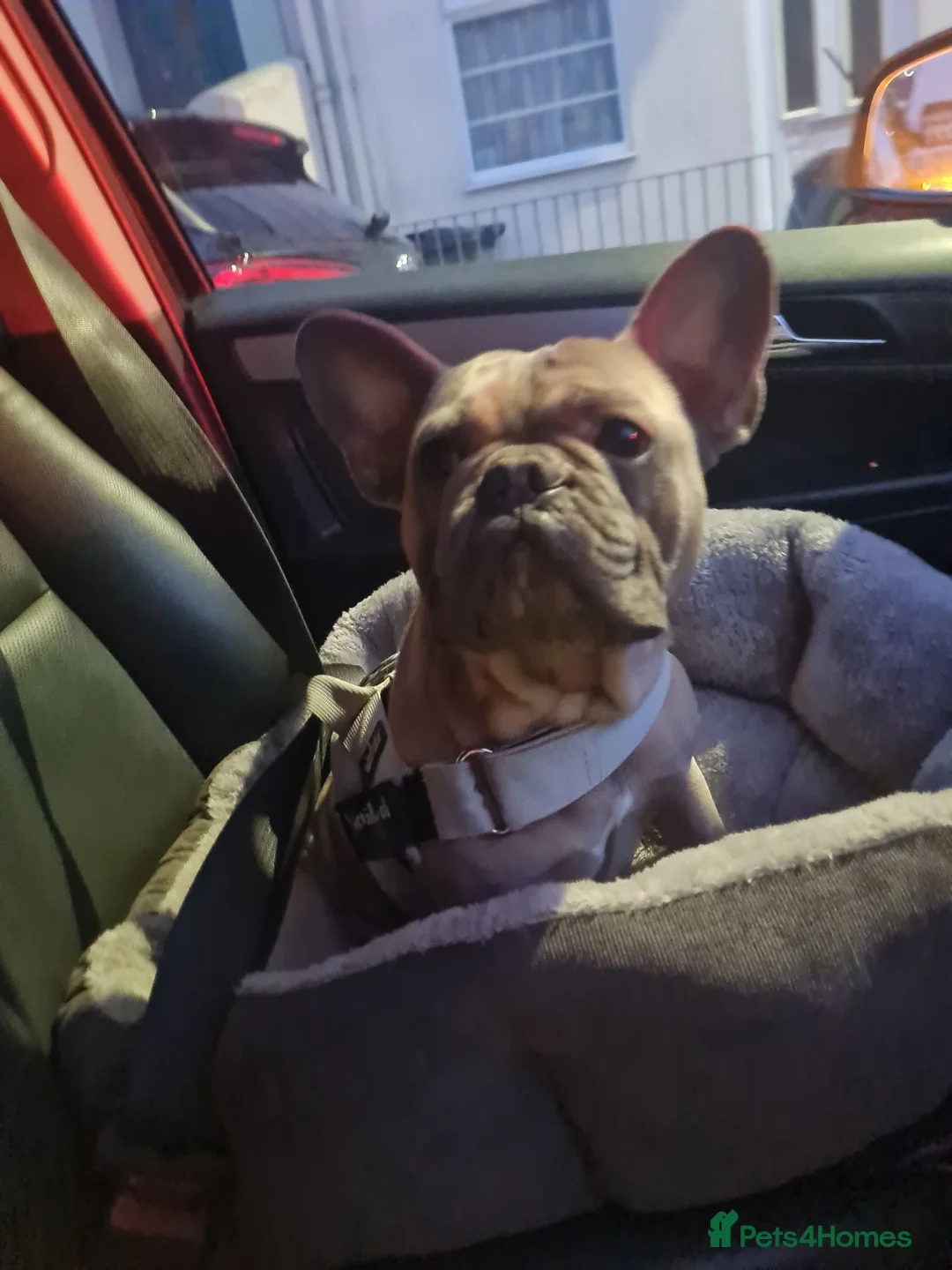 French Bulldog dogs for stud: Kc reg stud - Advert 9