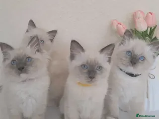 Ragdoll cats Pure Ragdoll Kittens Ready ! - Advert 12