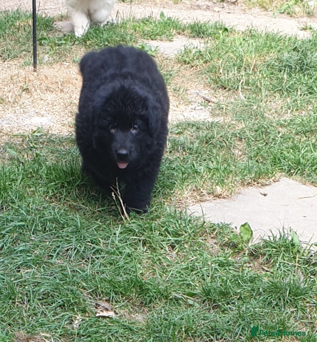 German Shepherd dogs for sale: German Shepherd pups ready end of August  - Image 6