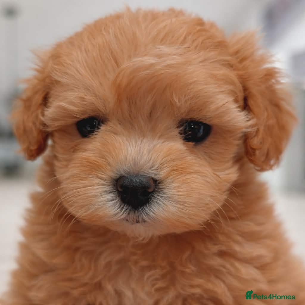 Maltipoo dogs White, Parti & Merle Maltipoo Puppies  - Advert 6