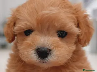 Maltipoo dogs White, Parti & Merle Maltipoo Puppies - Advert 6