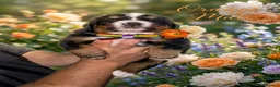 Bernese Mountain Dog dogs for sale: Bernese mountain Puppy  - Advert 5