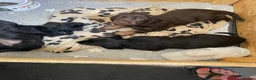 Cocker Spaniel dogs for sale: Cocker spaniel puppies  - Advert 20