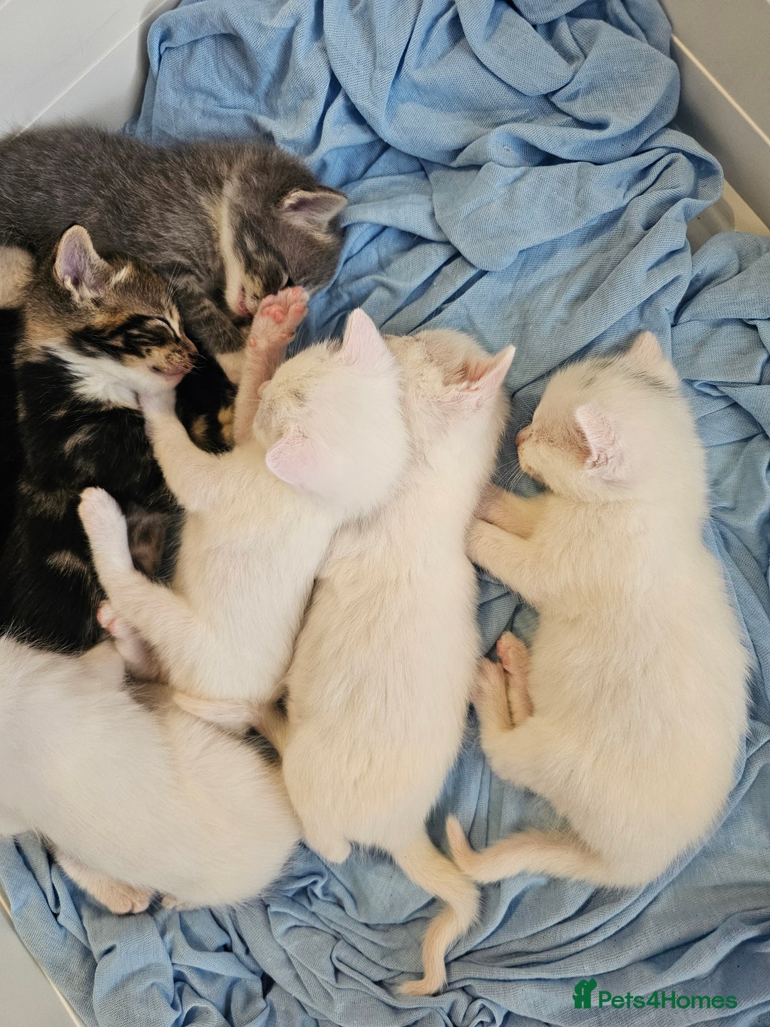 Mixed Breed cats for sale: Kittens Available to Reserve - Image 16