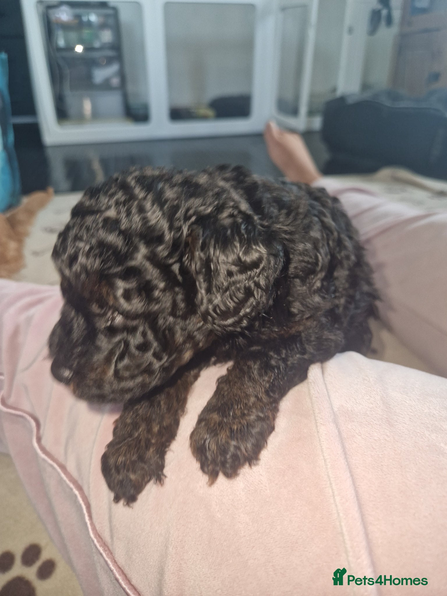 Toy Poodle dogs Toy Poodle Puppies - Ready Early June | DNA Clear  - Advert 2