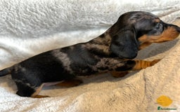 Miniature Dachshund dogs for sale: Adorable Miniature Dachshund Puppies - Image 29
