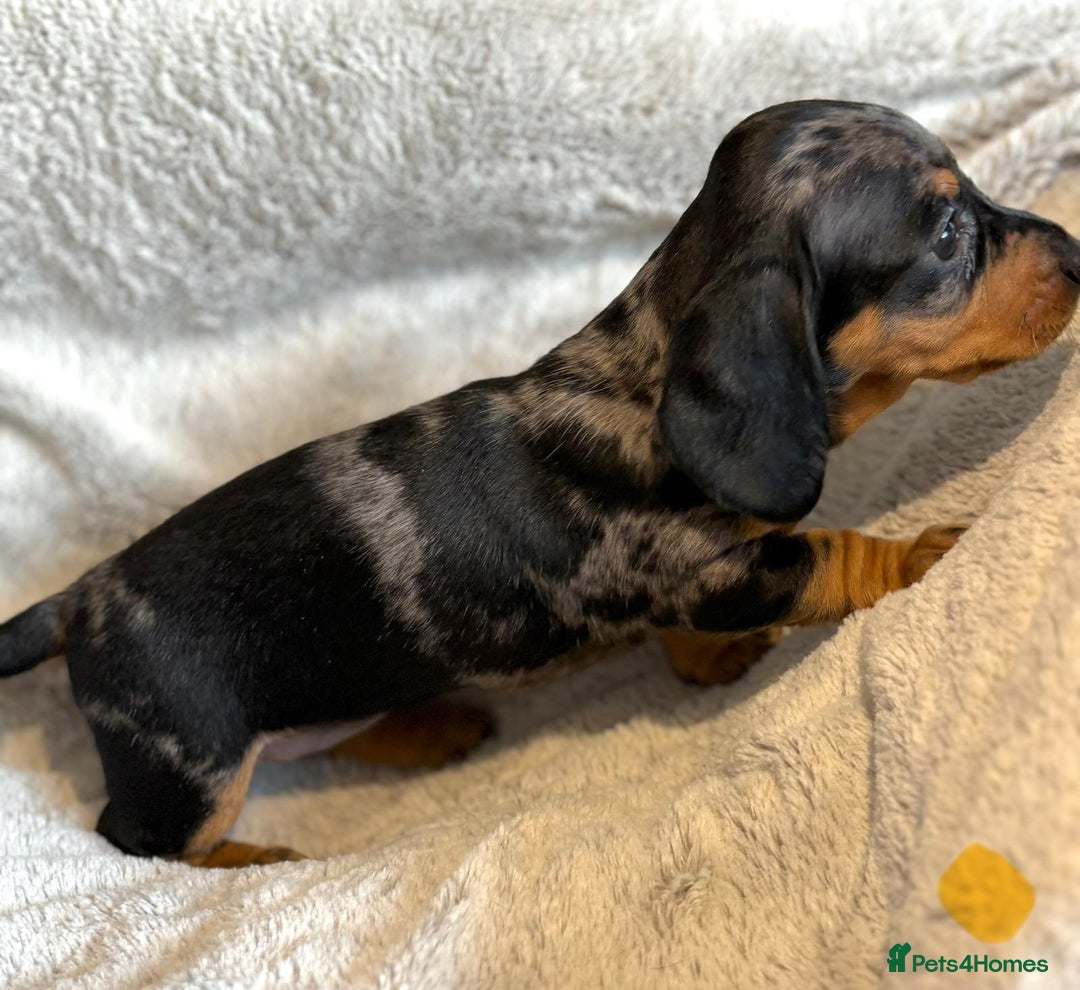 Miniature Dachshund dogs for sale: Adorable Miniature Dachshund Puppies - Image 29