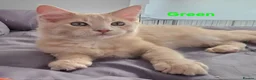 Maine Coon cats for sale: Rare Colour 3/4 Maincoon Ragdoll Mix Kitten - Advert 19