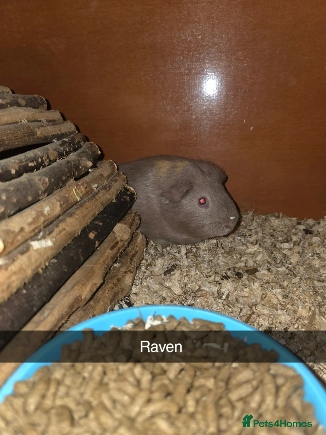 Guinea Pig rodents for sale: 2 males 2 females  - Advert 3