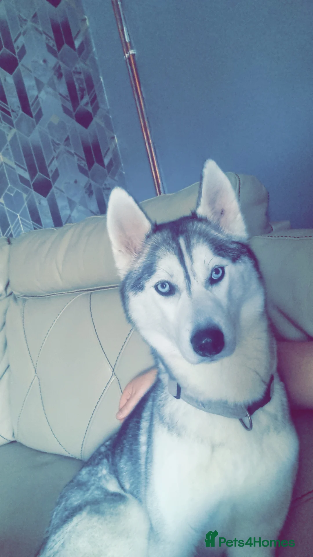 Siberian Husky dogs for sale: Female siberian husky - Advert 1