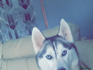 Siberian Husky dogs Female siberian husky - Advert 4