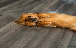 Pomeranian dogs for sale: Pomeranian  - Image 2