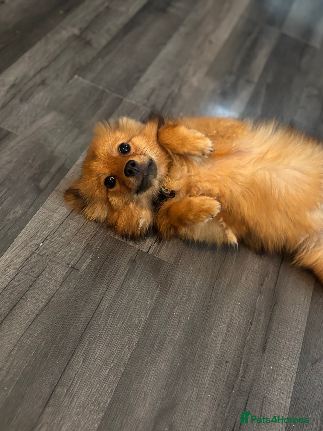 Pomeranian dogs for sale: Pomeranian  - Image 2