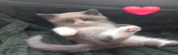 Mixed Breed cats for sale: Persian x sphynx  accidental litter - Advert 22