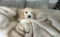Cockapoo dogs for sale: Adorable F1 cockapoo puppies  - Image 12