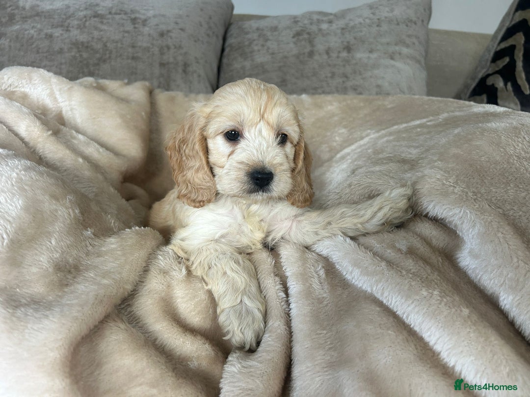 Cockapoo dogs for sale: Adorable F1 cockapoo puppies  - Image 12