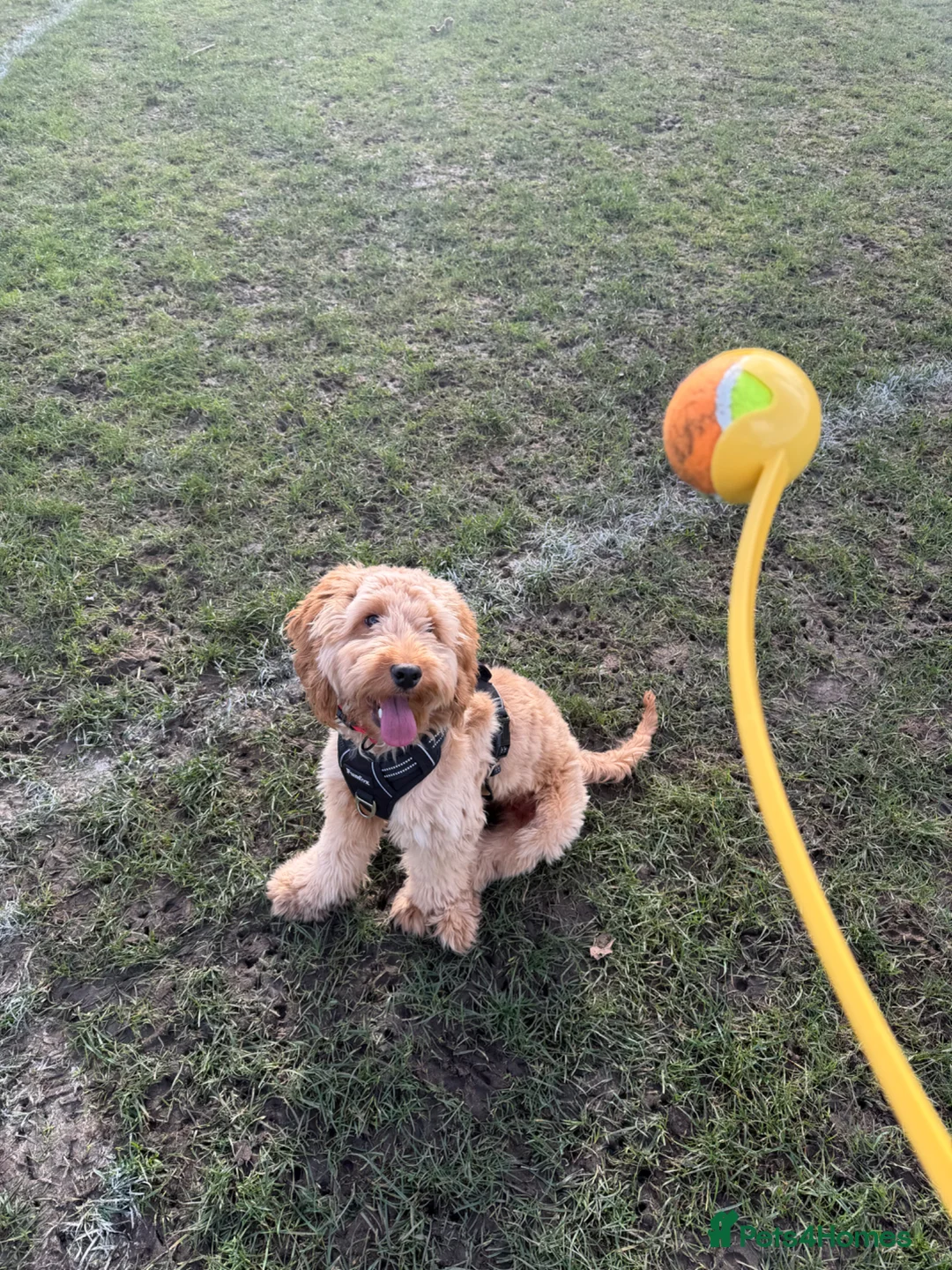 Cockapoo dogs for sale: Cocapoo puppy for sale in Manchester - Advert 2