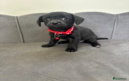 Chipoo dogs for sale: Stunning Chipoo Pups DNA Health Tested - Image 19