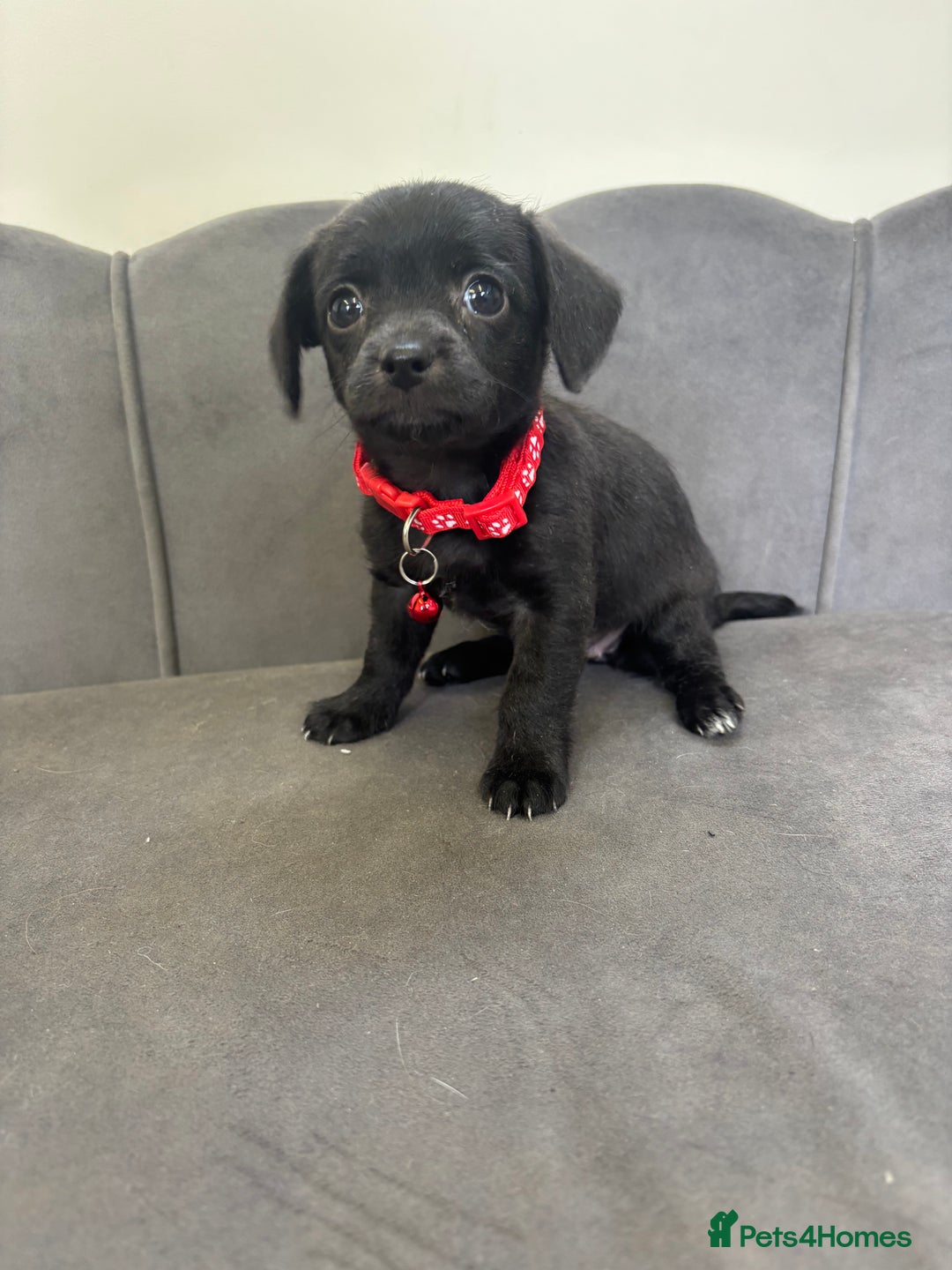 Chipoo dogs for sale: Stunning Chipoo Pups DNA Health Tested - Image 19